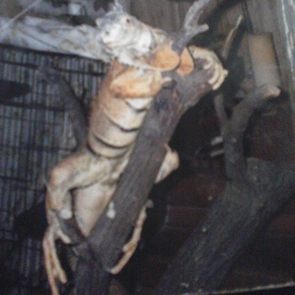 Meet your Posher, Bobbie - Picture 1 of 1